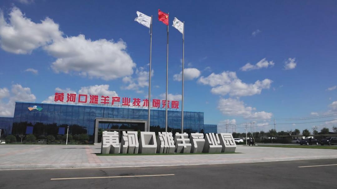 蹲点调查丨盐碱地育出高端“雪花羊”！利津上演黄河口滩羊“逆袭记” - 图5