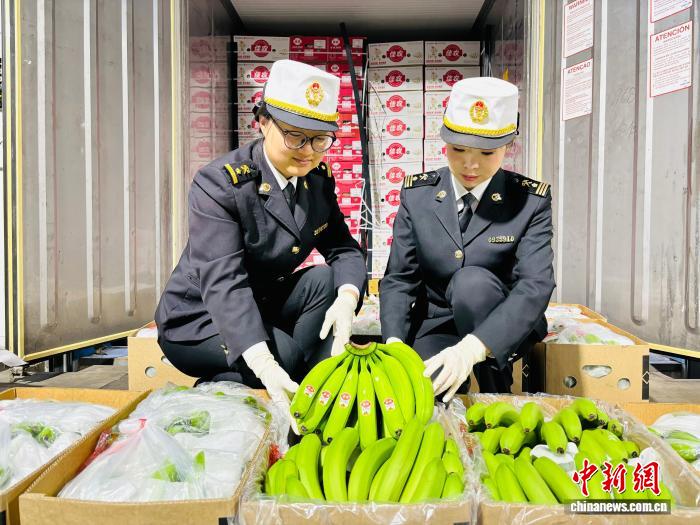 中厄自贸协定实施两周年 超9亿元厄瓜多尔香蕉在大连享惠进口 - 图1