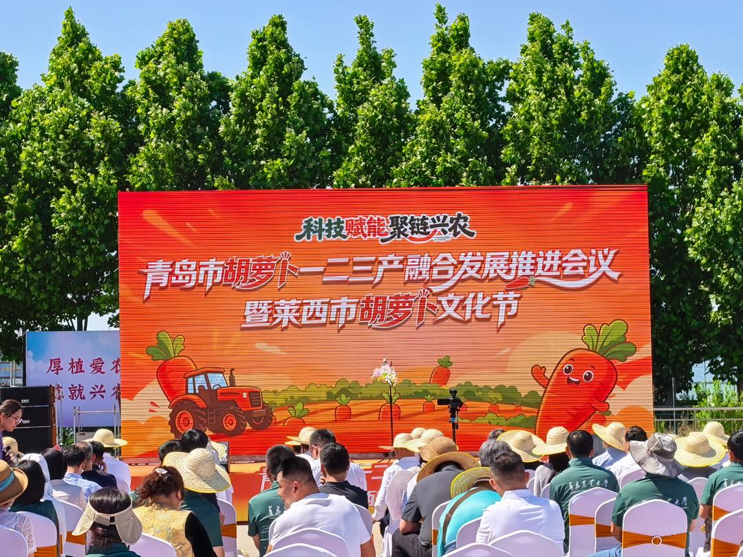 青岛店埠胡萝卜迎来一二三产融合发展 - 图1