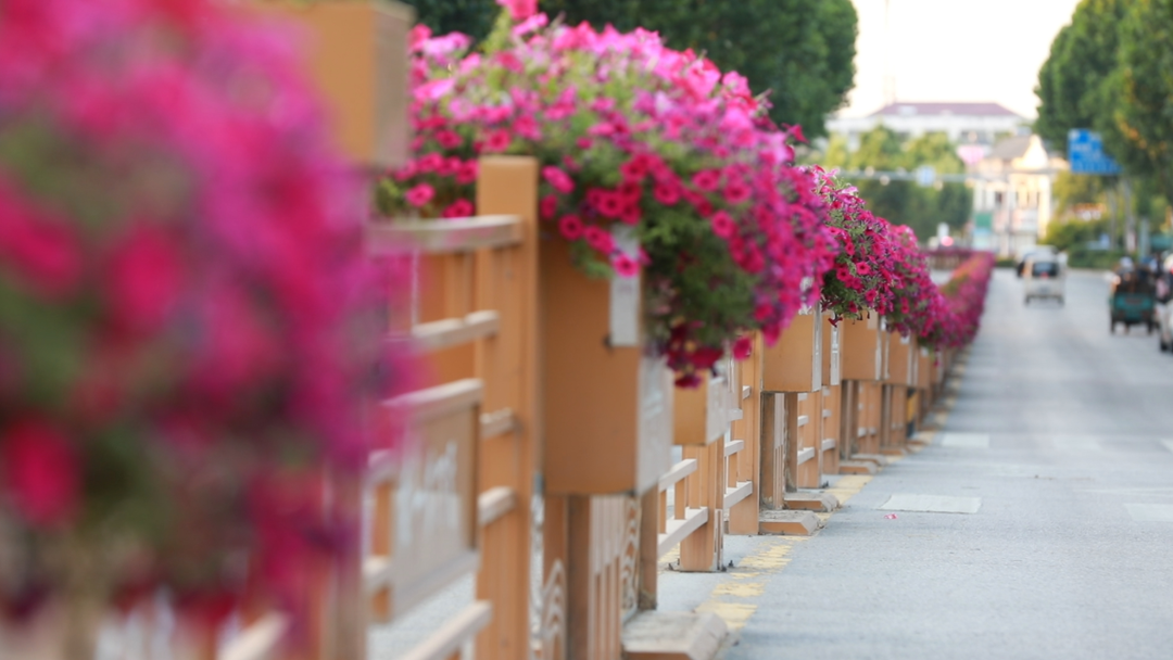 枣庄：一路繁花扮靓街巷 精致打造宜居古城 - 图3