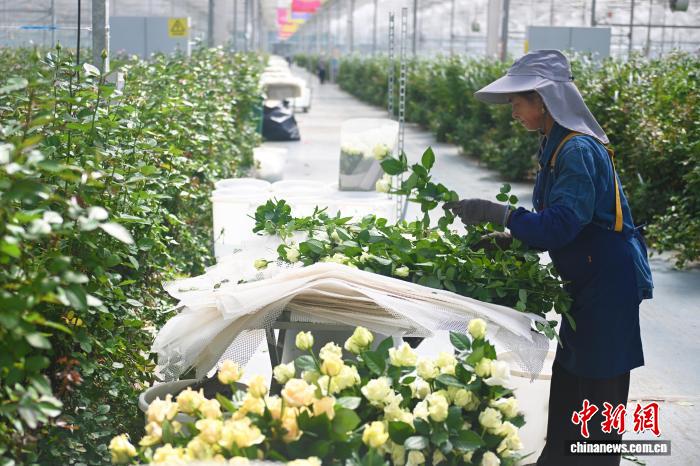 甘肃临夏：高原鲜花的差异化突围 - 图1