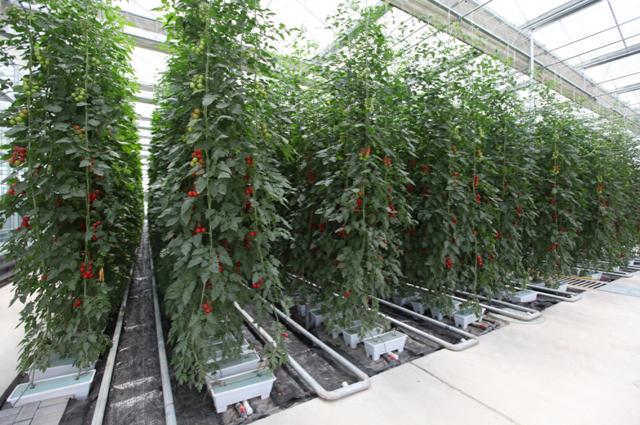 蔬菜能有多少花样？北京这场活动有2208个蔬菜新品种亮相 - 图1