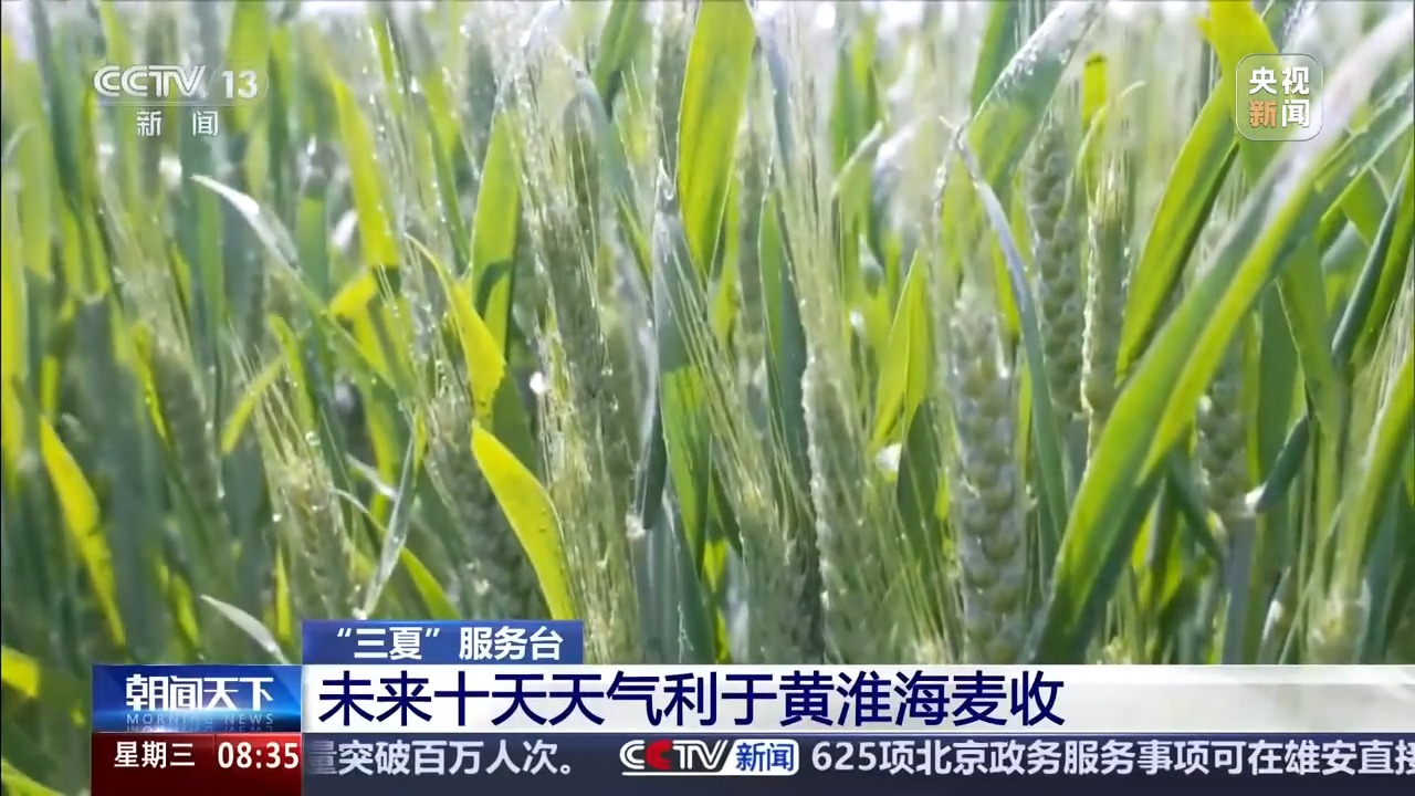 “三夏”抢收正值汛期，如何科学开展“龙口夺粮”？ - 图1