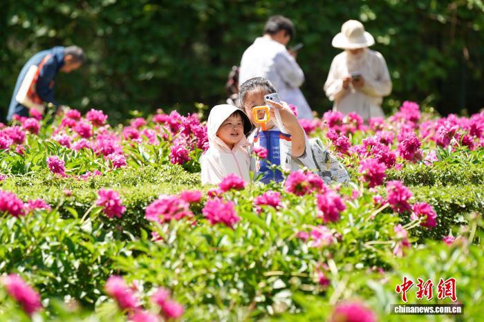 小朋友哈尔滨儿童公园欢度“六一” 芍药花开吸引游人打卡 - 图1