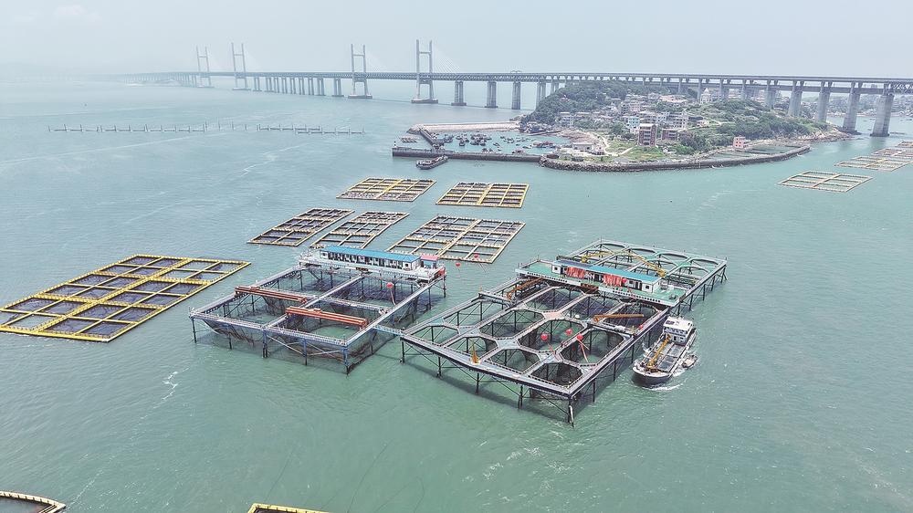 福州：“航宁2号”深远海智能养殖平台竣工投苗 - 图1