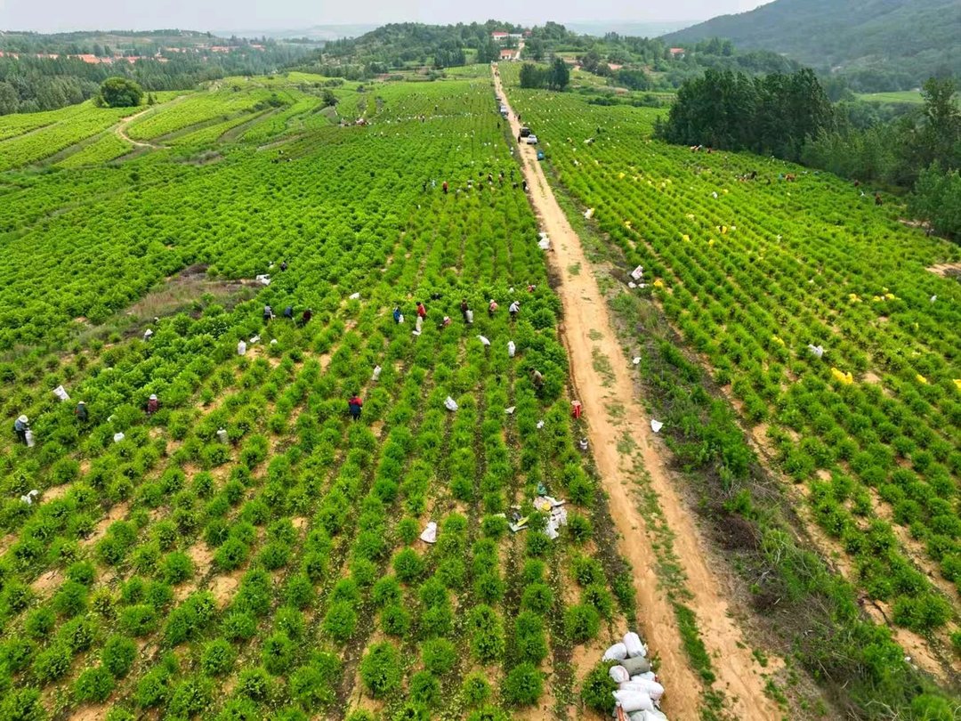 潍坊诸城：金银花开致富路，特色产业助振兴 - 图2