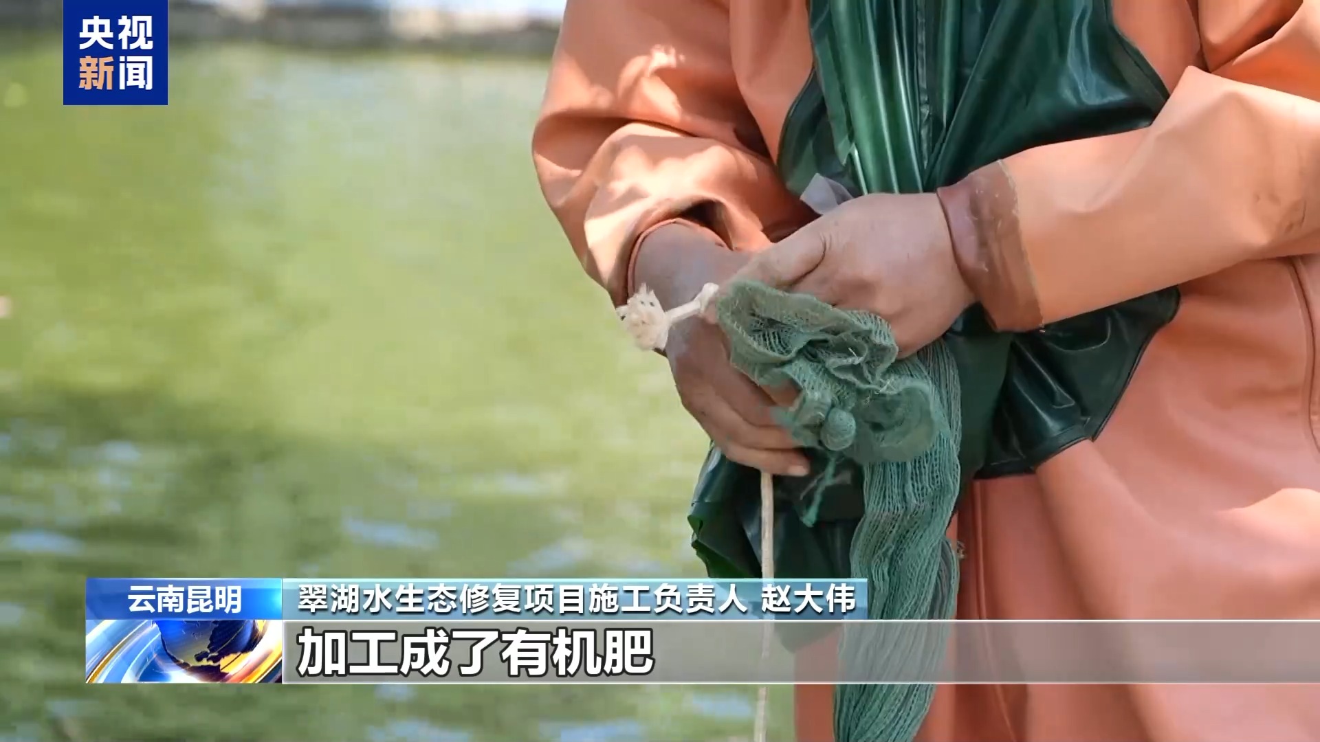 视频丨人为放生酿生态危机 昆明多举措修复翠湖水生态环境 - 图3