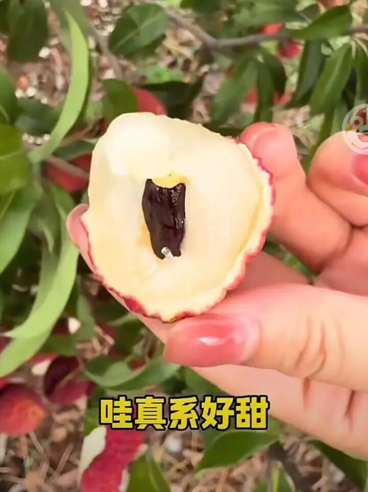 果肉呈乳白色的是“死荔枝”？真相来了，扩散周知 - 图2