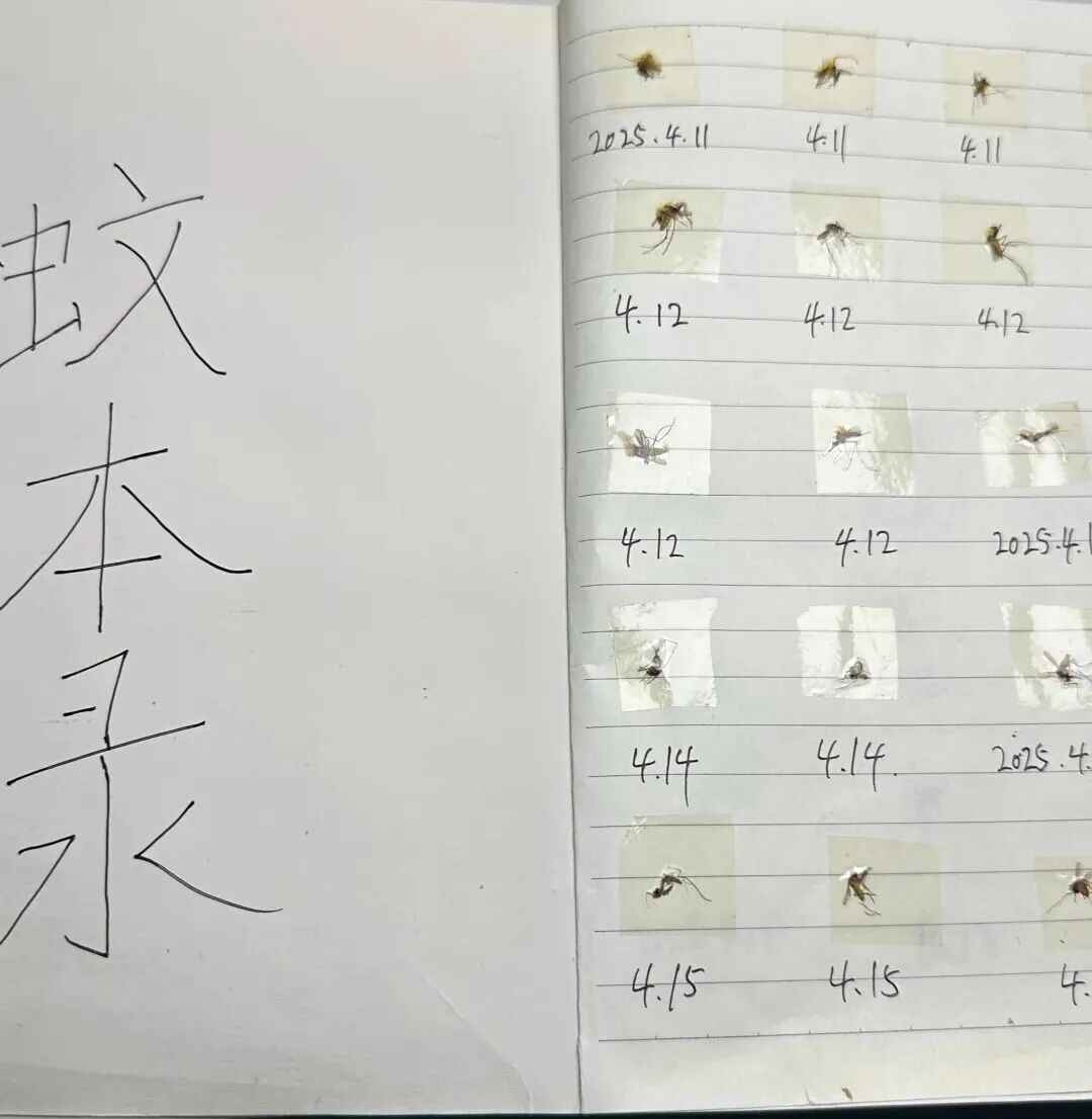 硬核灭蚊！男子4年杀死上千只蚊子并将蚊子尸体整齐“收纳在册” - 图1