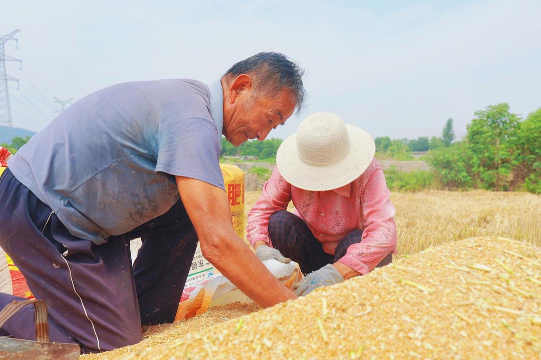 枣庄：麦浪飘香收获忙 夏收正当时 - 图1