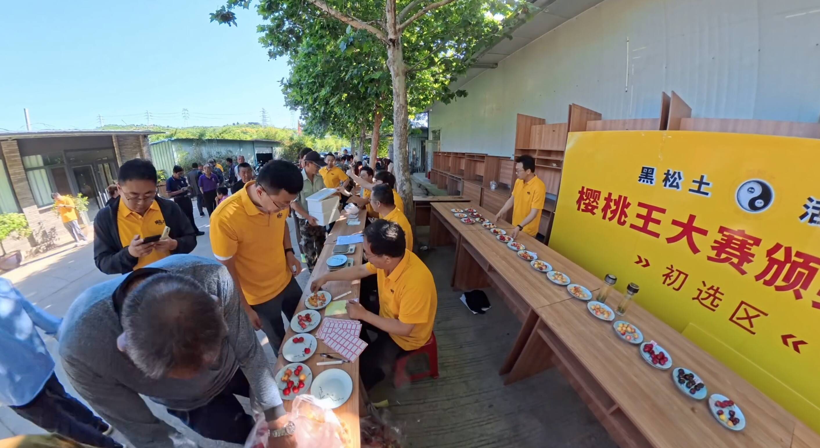 群“樱”争霸樱桃王！2026“黑松土活化肥”樱桃王大赛泰安赛区火爆开赛！ - 图2