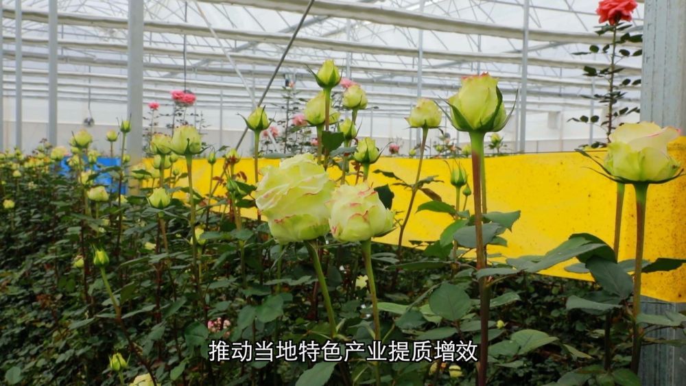 新华视点｜深耕特色富民产业 激活乡村振兴发展新动能 - 图8