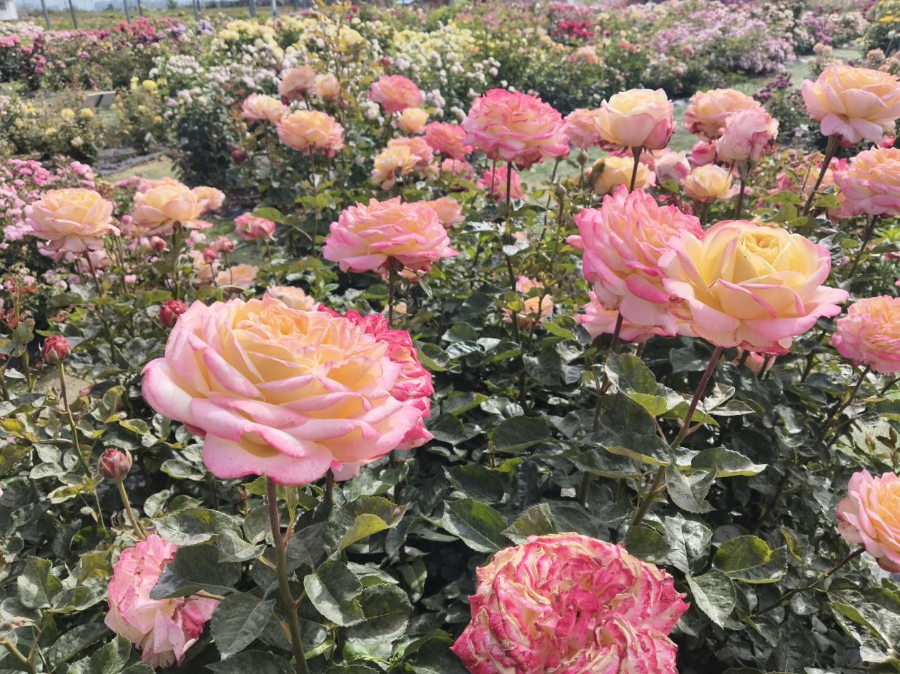 甘肃甘谷：月季花海绽芳华 特色繁花铺就乡村振兴致富路 - 图3