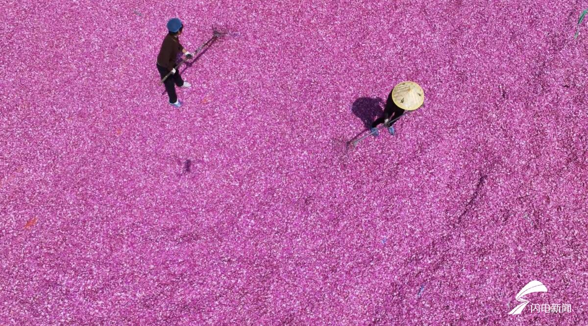 日照五莲：农旅融合走出“花样”振兴路 - 图1