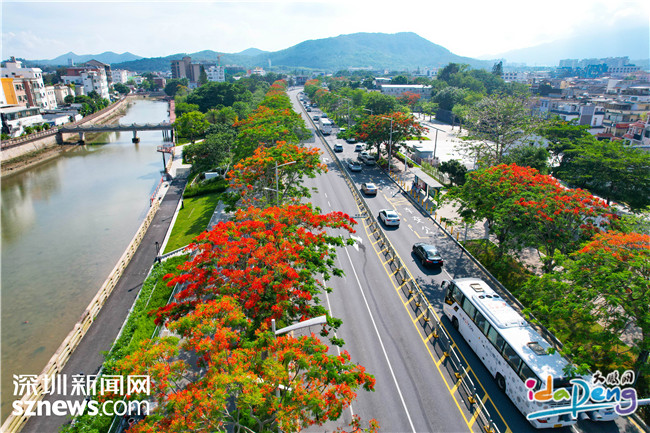 图集｜鹏城河畔，凤凰花开 - 图7