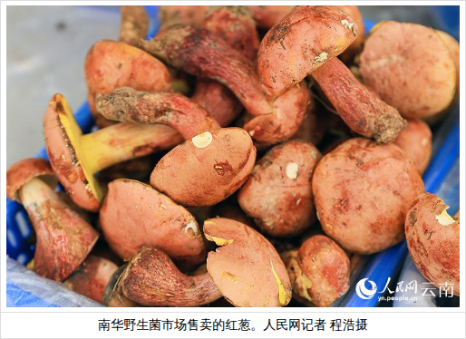 山野飘菌香！云南南华野生菌陆续上市 - 图1