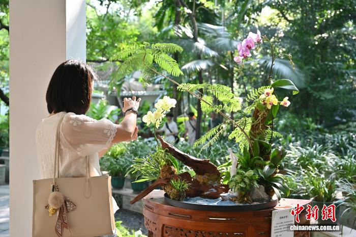广州兰圃：岭南园林邂逅兰文化与中式美学 - 图6
