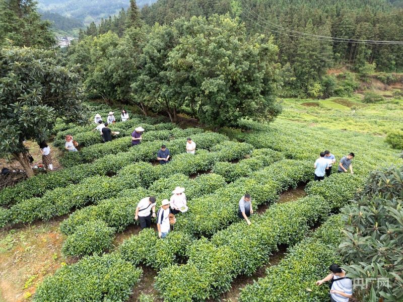 乡村振兴看贵州｜杨梅飘香茶叶鲜 生态采摘促增收 - 图2