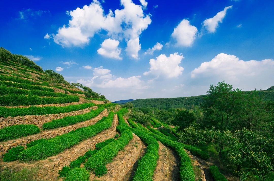 鲁智深丨“产多少收多少”！茶企为茶农“兜底”，谁在为茶企“撑腰”？ - 图4