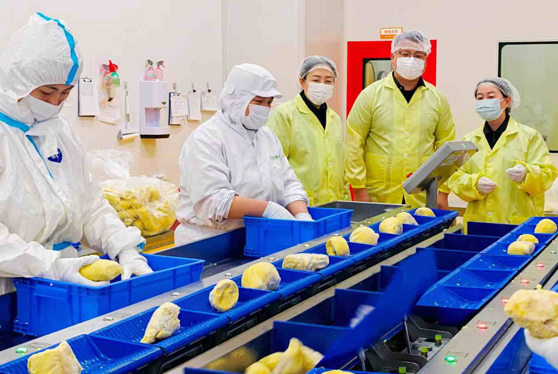 “榴莲超级工厂”让新鲜直达消费者 - 图1