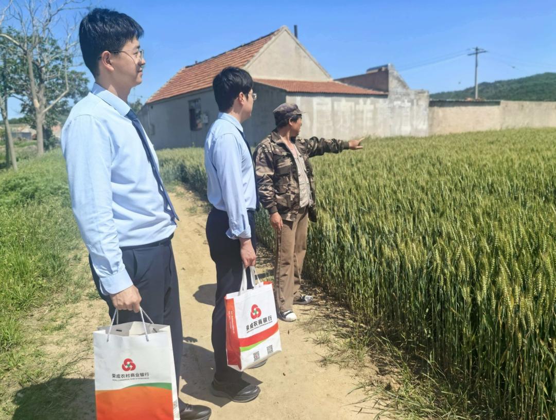 荣成农商银行：层林尽染药香浓，麦涛潮涌农银情 - 图1