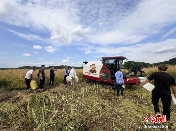 破解油菜炸荚难题 新型油菜防炸荚农用粘合剂在川测产成功 - 图2