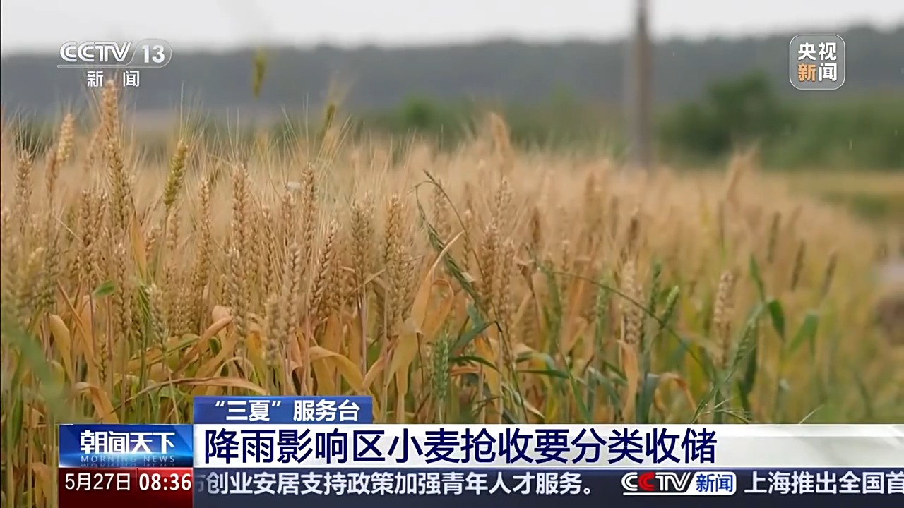 “三夏”抢收正值汛期，如何科学开展“龙口夺粮”？ - 图3
