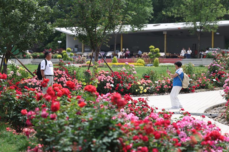 北京大望京公园5万株月季盛开迎客 - 图5