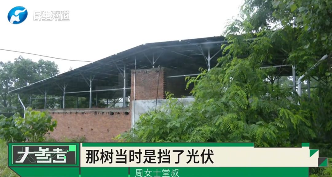 “感觉妈妈彻底走了！”女子20年老宅被亲戚擅装光伏板，母亲种的树全被砍 - 图29