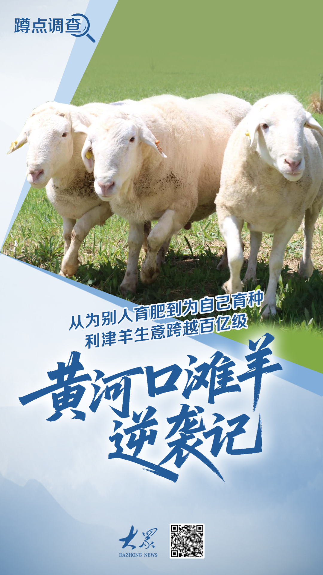 蹲点调查丨盐碱地育出高端“雪花羊”！利津上演黄河口滩羊“逆袭记” - 图1