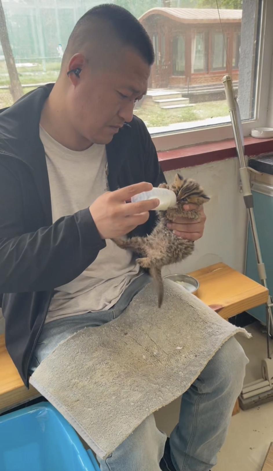 豹猫幼崽在北京延庆获救，抱着奶瓶喝奶不撒手，太萌啦！ - 图3