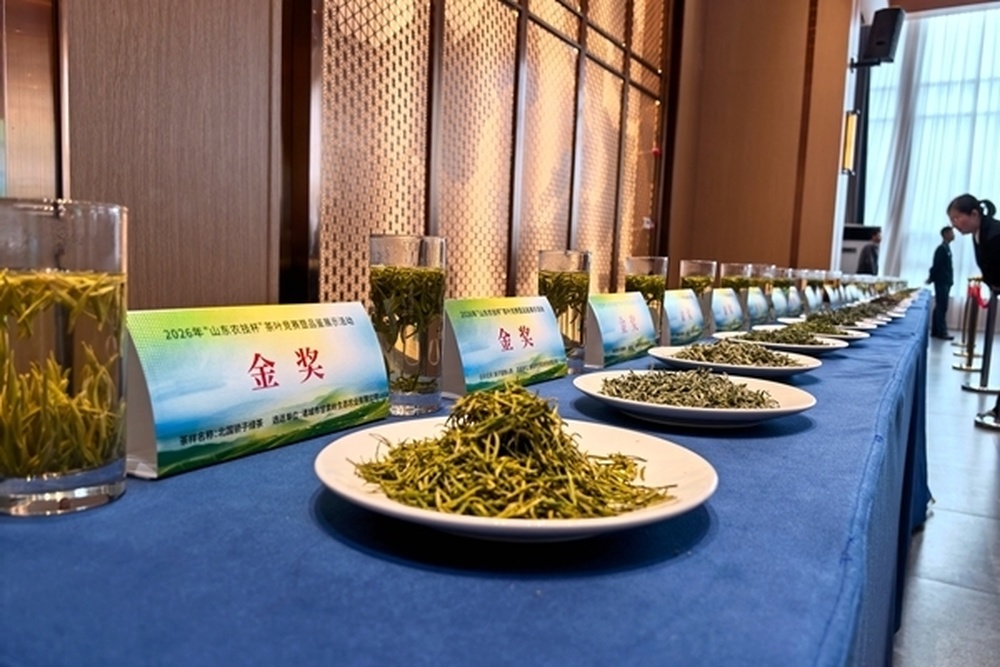 山东：打造现代化茶园样板，推动鲁茶从地方特产迈向国潮精品 - 图3