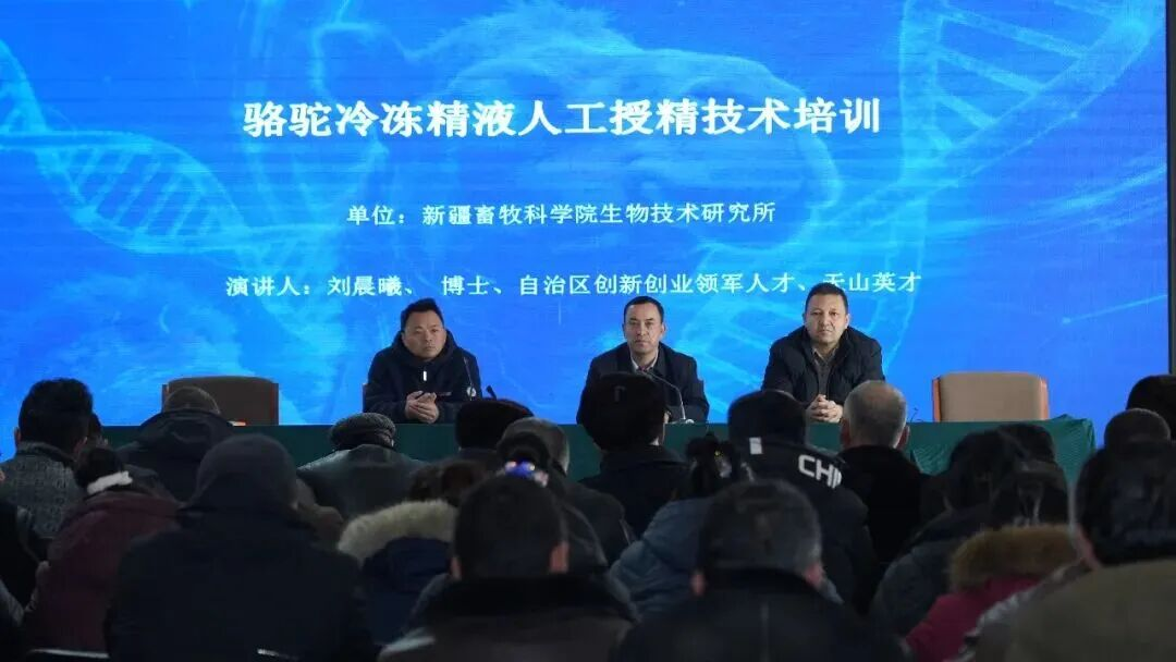 柯坪县：骆驼产业蝶变崛起 戈壁小城闯出富民兴县路 - 图4