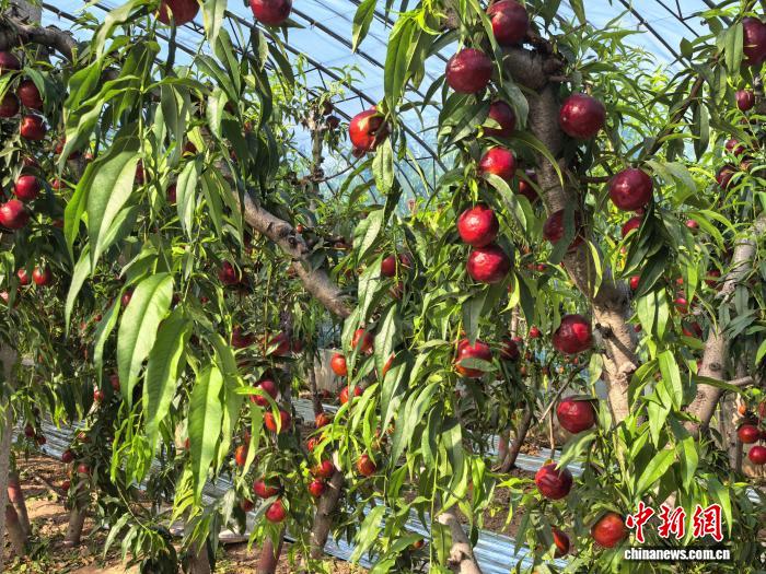 山西新绛：两姐妹把大棚变成“油桃之乡”会客厅 - 图2