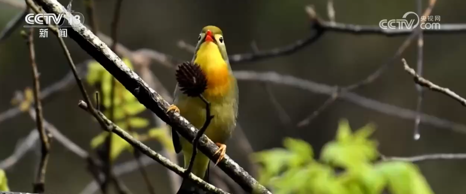 科技赋能“对症治疗”生态修复“疑难杂症” 生态改善从“看着绿”升级为“听得见、可量化” - 图3