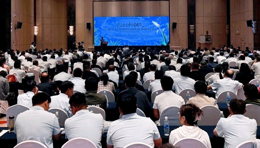筑牢夏粮安全，小麦茎基腐病防控新技术观摩会在平度举办 - 图2