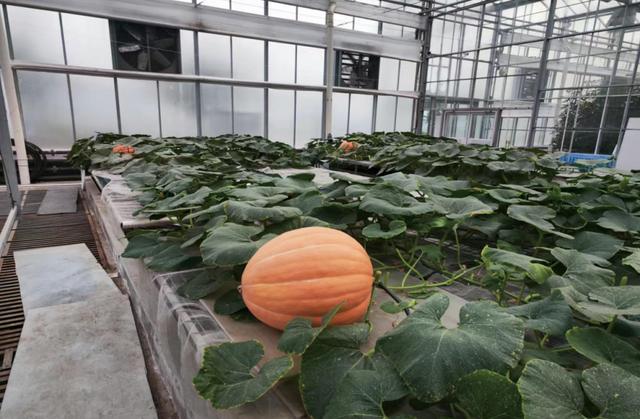 蔬菜能有多少花样？北京这场活动有2208个蔬菜新品种亮相 - 图2