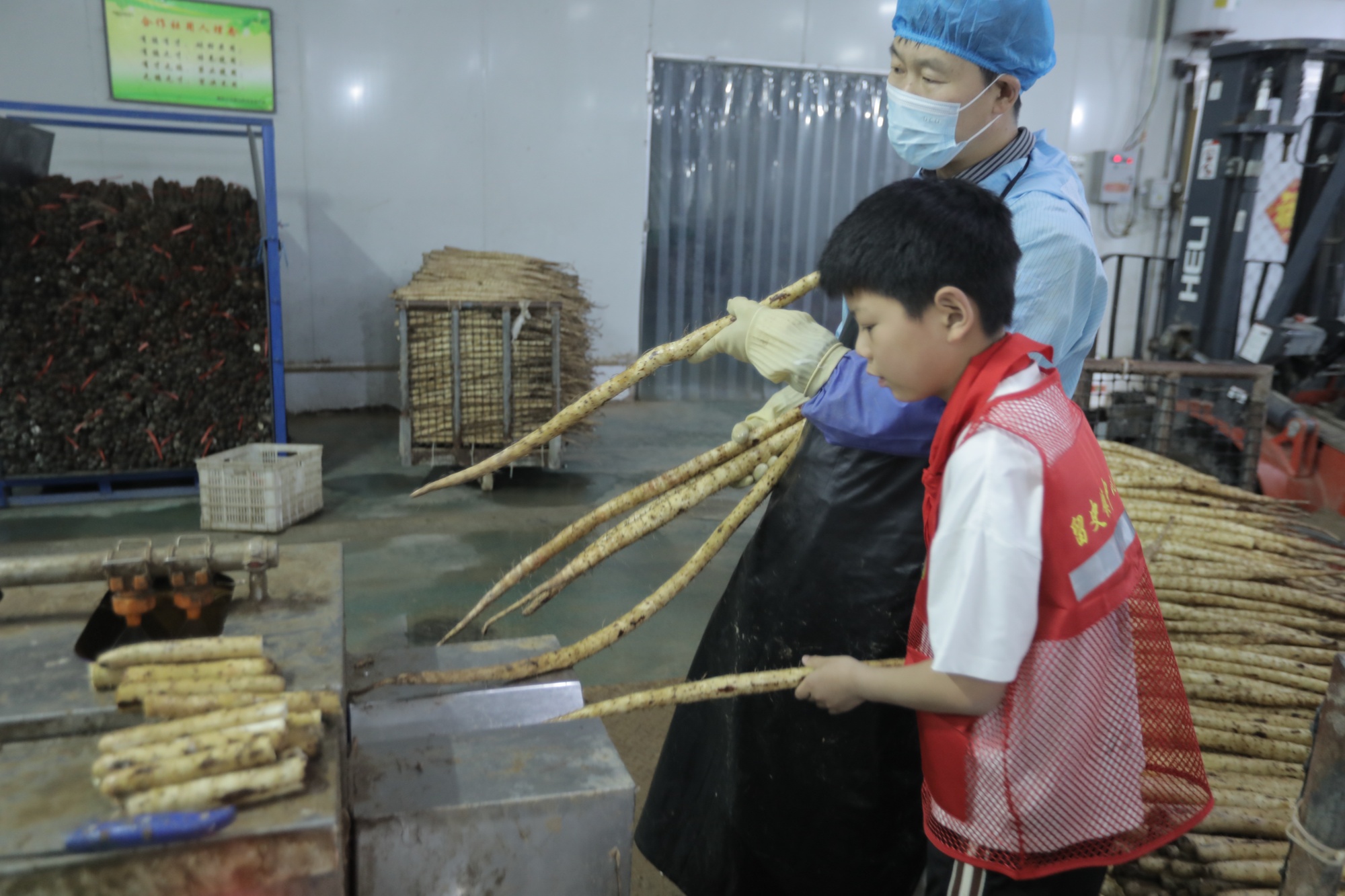 河北蠡县：小山药串起大课堂 乡土情铸就兴农志 - 图1