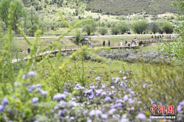 “香格里拉”花之旅启幕 邀游客共赏雪域高原万紫千红 - 图1