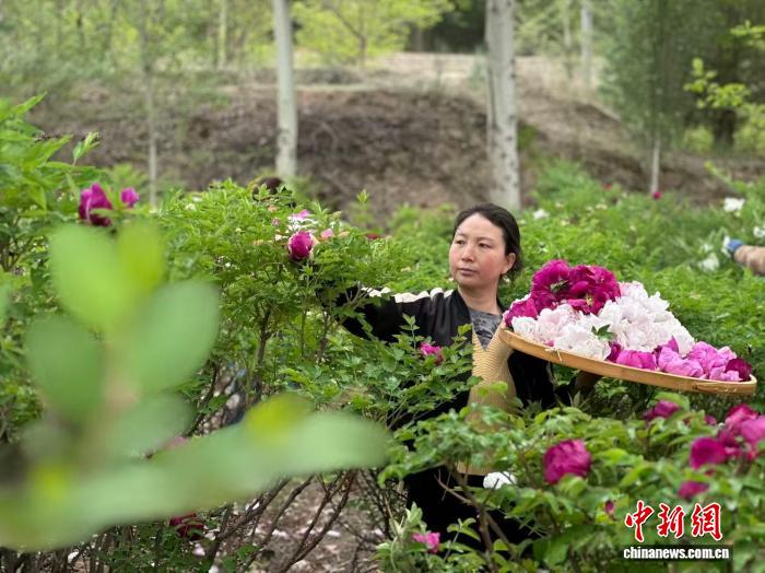 兰州新区：两千亩寒旱牡丹迎采摘 - 图2