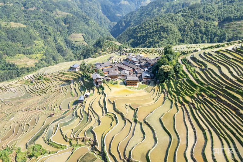 乡村振兴看贵州丨苗乡初夏风光好 千亩梯田披“绿装” - 图1