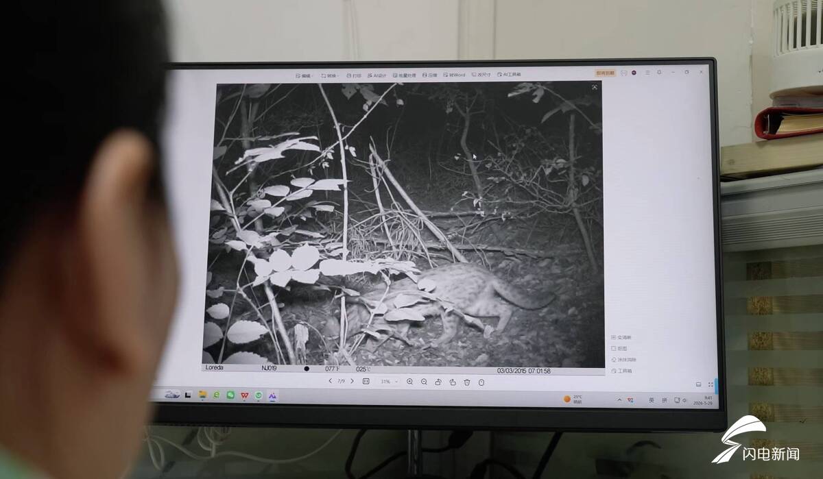 国家二级保护野生动物豹猫现身日照五莲山 - 图1