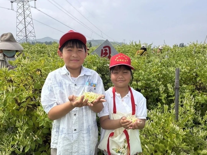 繁花促振兴 产业助增收——艾山街道以特色产业赋能乡村振兴 - 图2