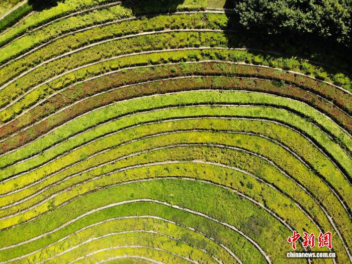 贵州大方：古彝梯田夏意浓 “大地指纹”美如画 - 图10