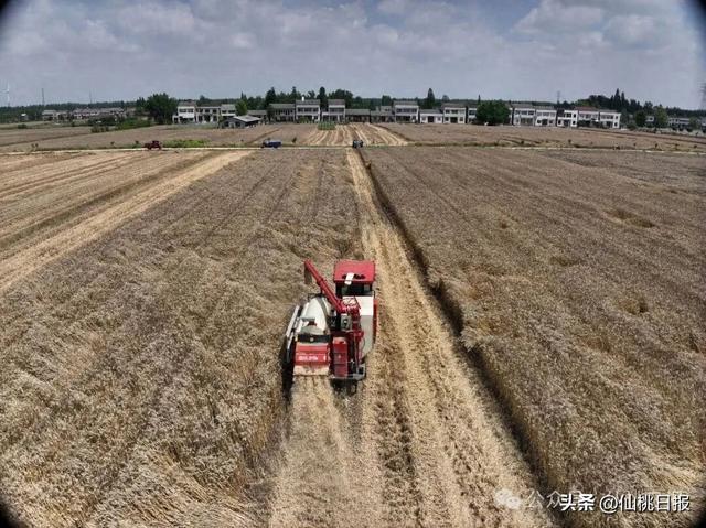 应收尽收！仙桃99%以上夏粮夏油颗粒归仓 - 图1