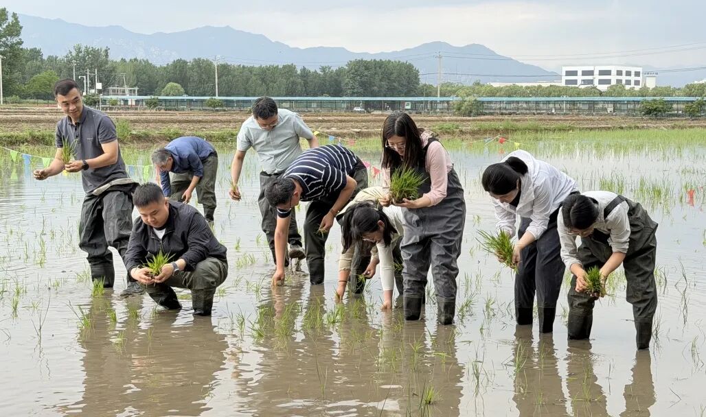 手把青秧 心传文脉——北京市政协农业农村委组织开展京西稻作文化系统调研与劳动实践活动 - 图2