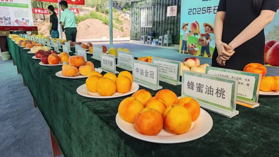 荒山结出“黄金果” 一颗蜜桃富乡里——潍坊安丘石埠子镇大桃产业从“论斤卖”到“论个卖”的蝶变密码 - 图4