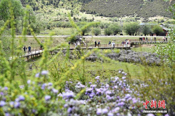 香格里拉山花烂漫游人如织 - 图5