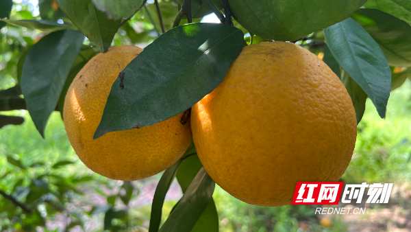 江永：千里情缘一线牵 3万斤夏橙直售南通 - 图1