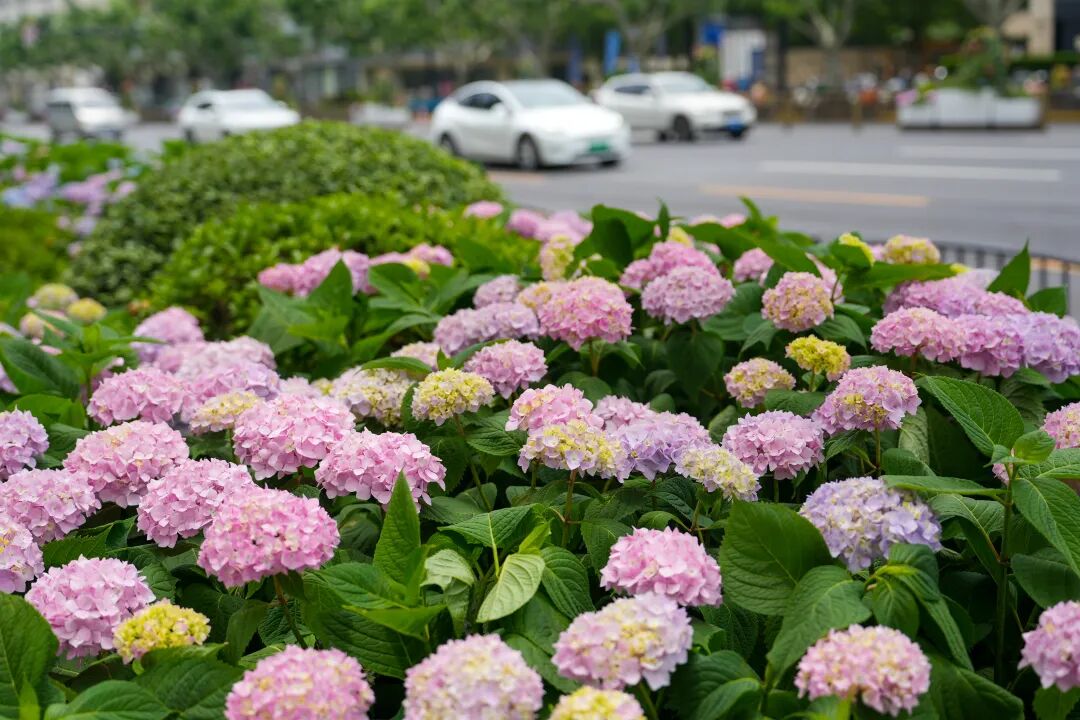 八仙花迎来最佳观赏期！徐汇粉色花海点亮初夏街头 - 图7